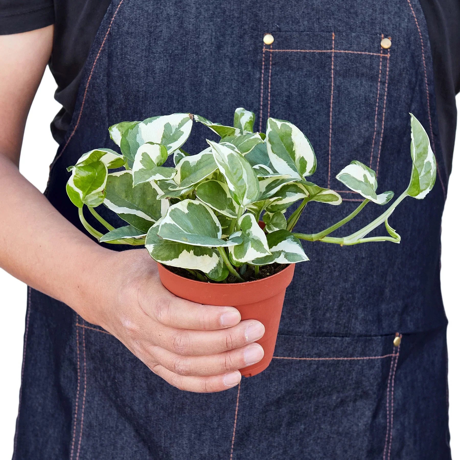 Pothos 'N'joy' - photo 3