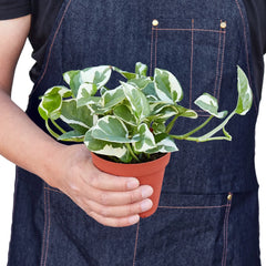 Pothos 'N'joy' - photo 3