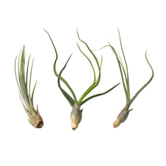 3 Large Tillandsia Air Plant Variety Pack live houseplant