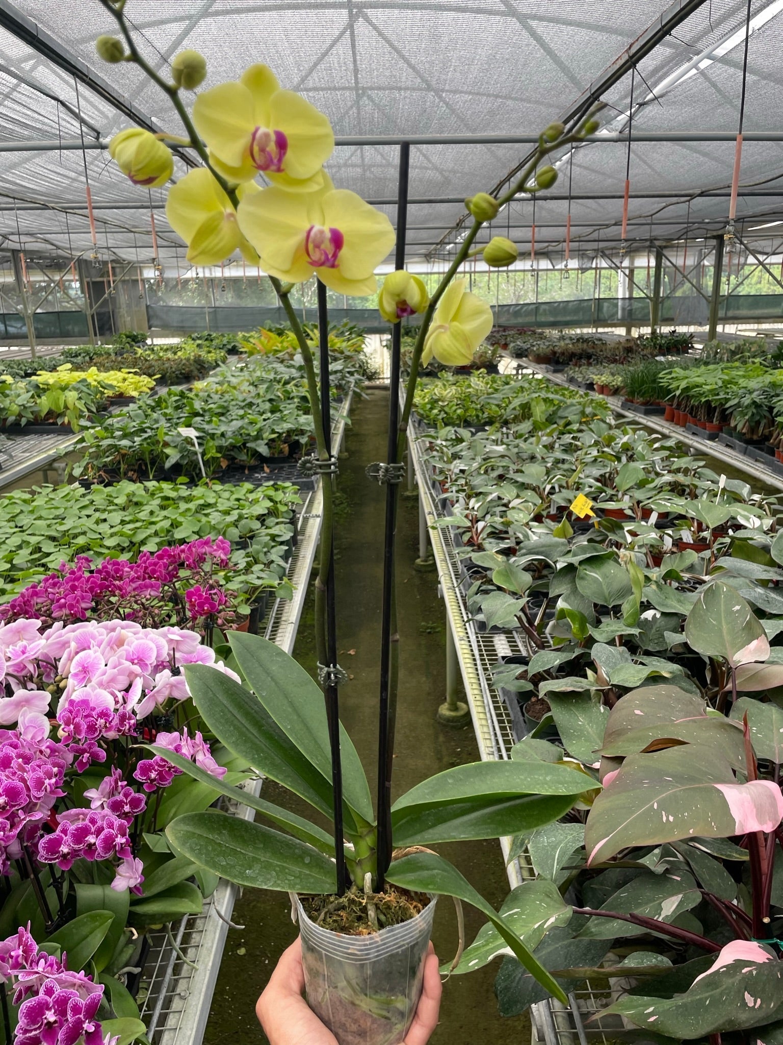 Orchid 'Yellow Phalaenopsis' - photo 4