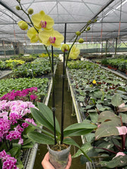 Orchid 'Yellow Phalaenopsis' - photo 4