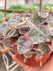 String of Hearts Variegated - photo 3