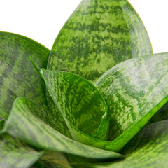Snake Plant Black Robusta - photo 2