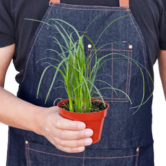 Palm Ponytail - photo 3