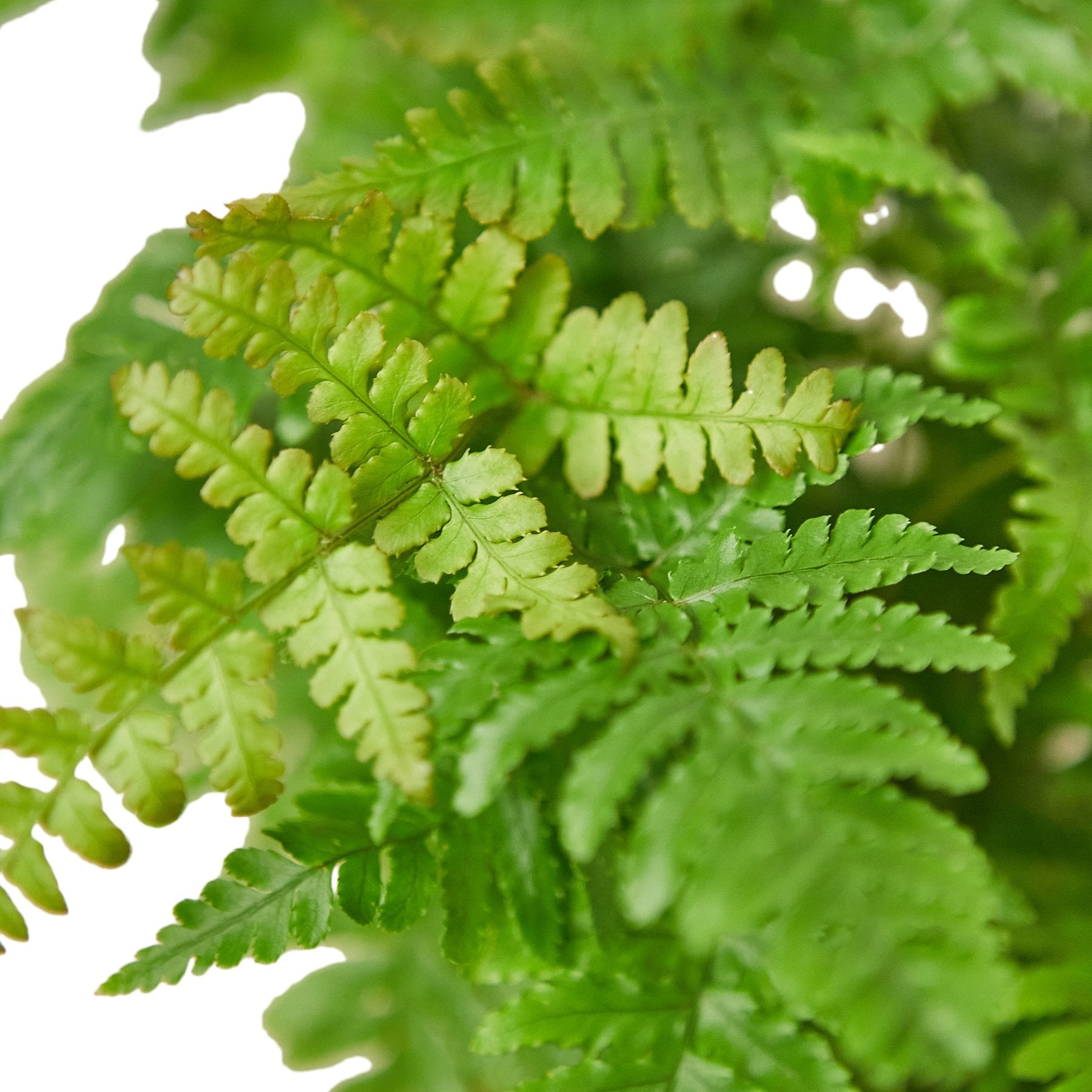 'Autumn' Fern - photo 2