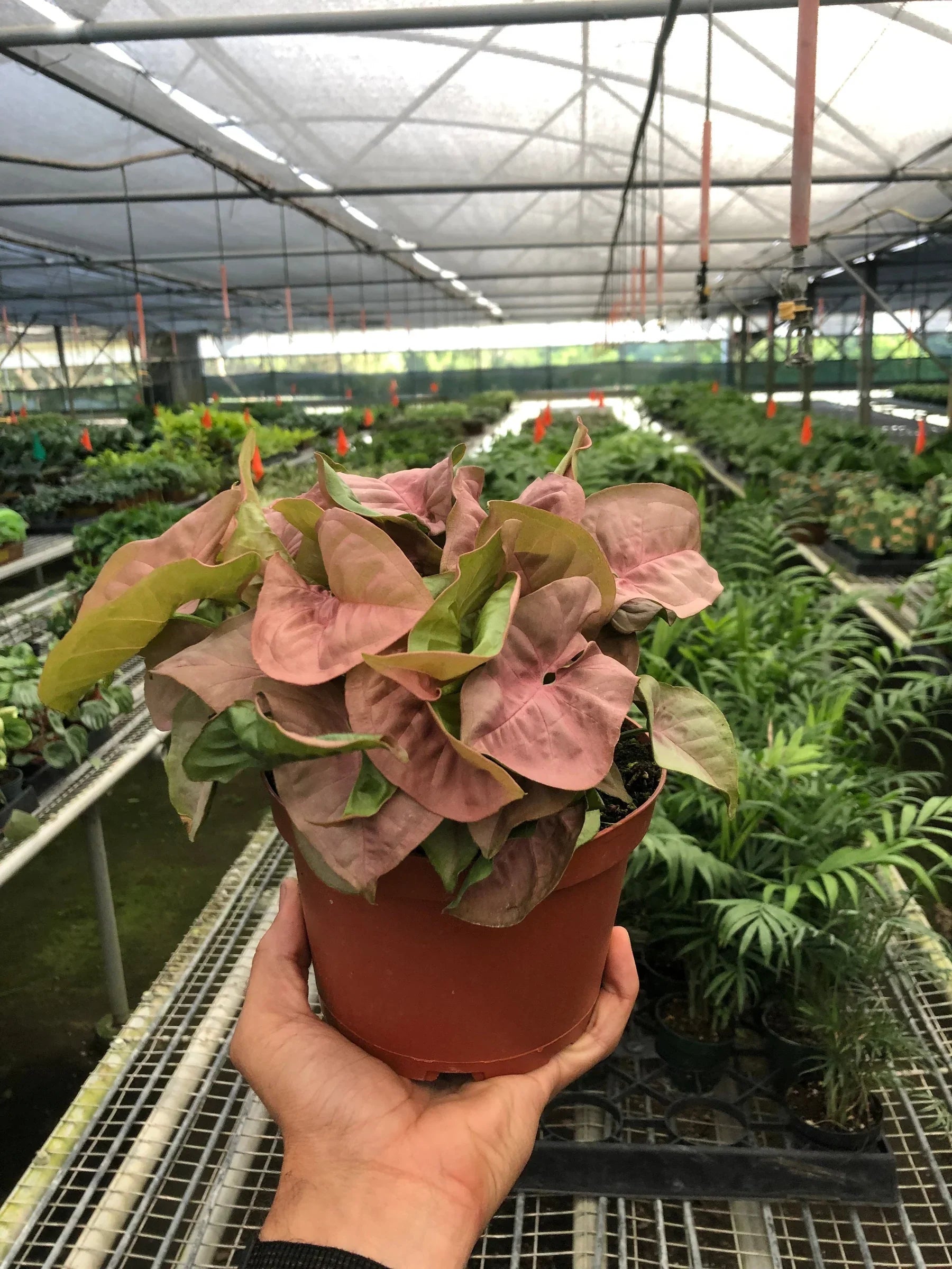 Syngonium Strawberry - photo 5