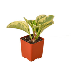 Peperomia 'Marble' - photo 4