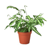 Fern Lover’s Trio - 3 Live Houseplants