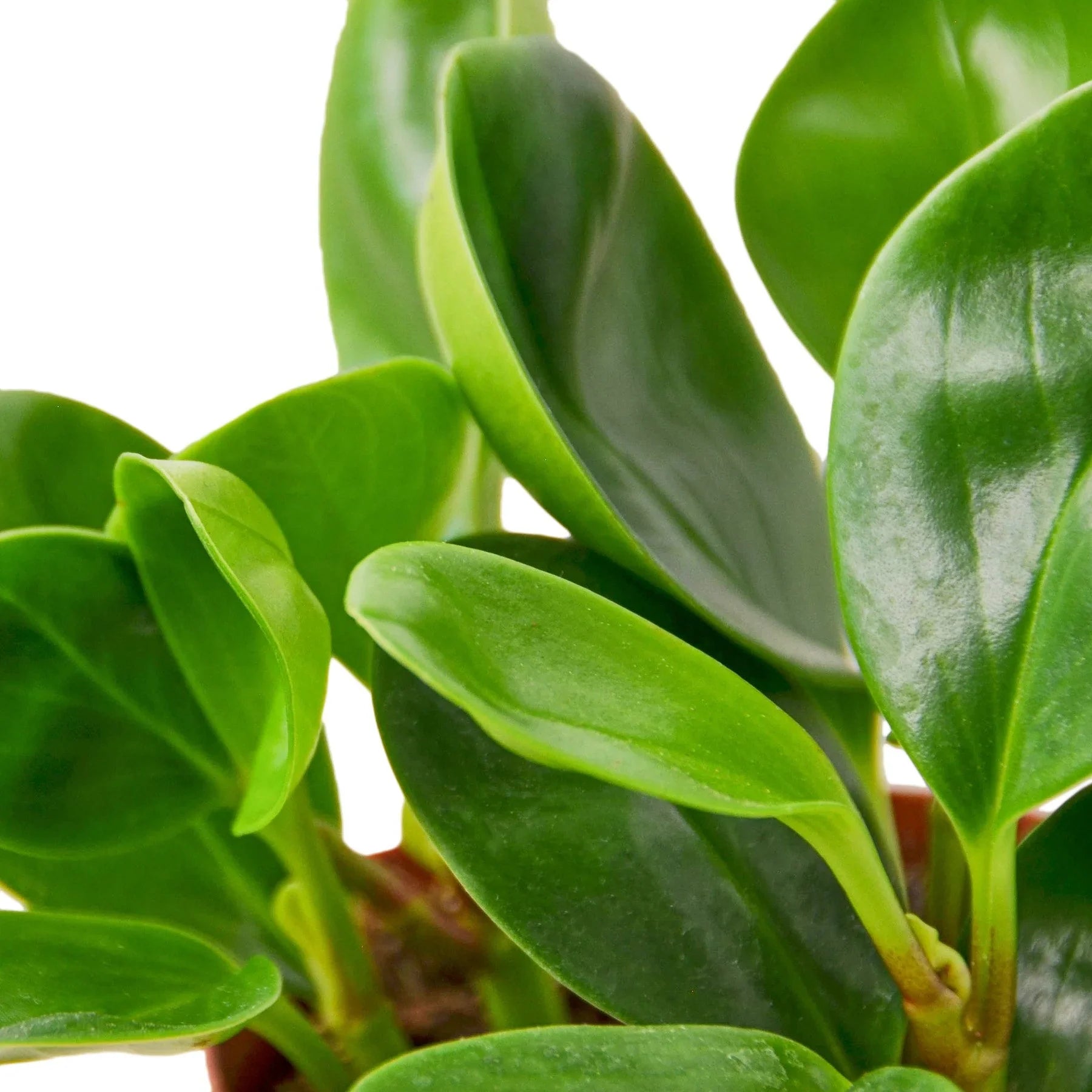 Peperomia Thailand - photo 2