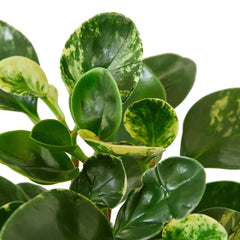 Peperomia 'Marble' - photo 2