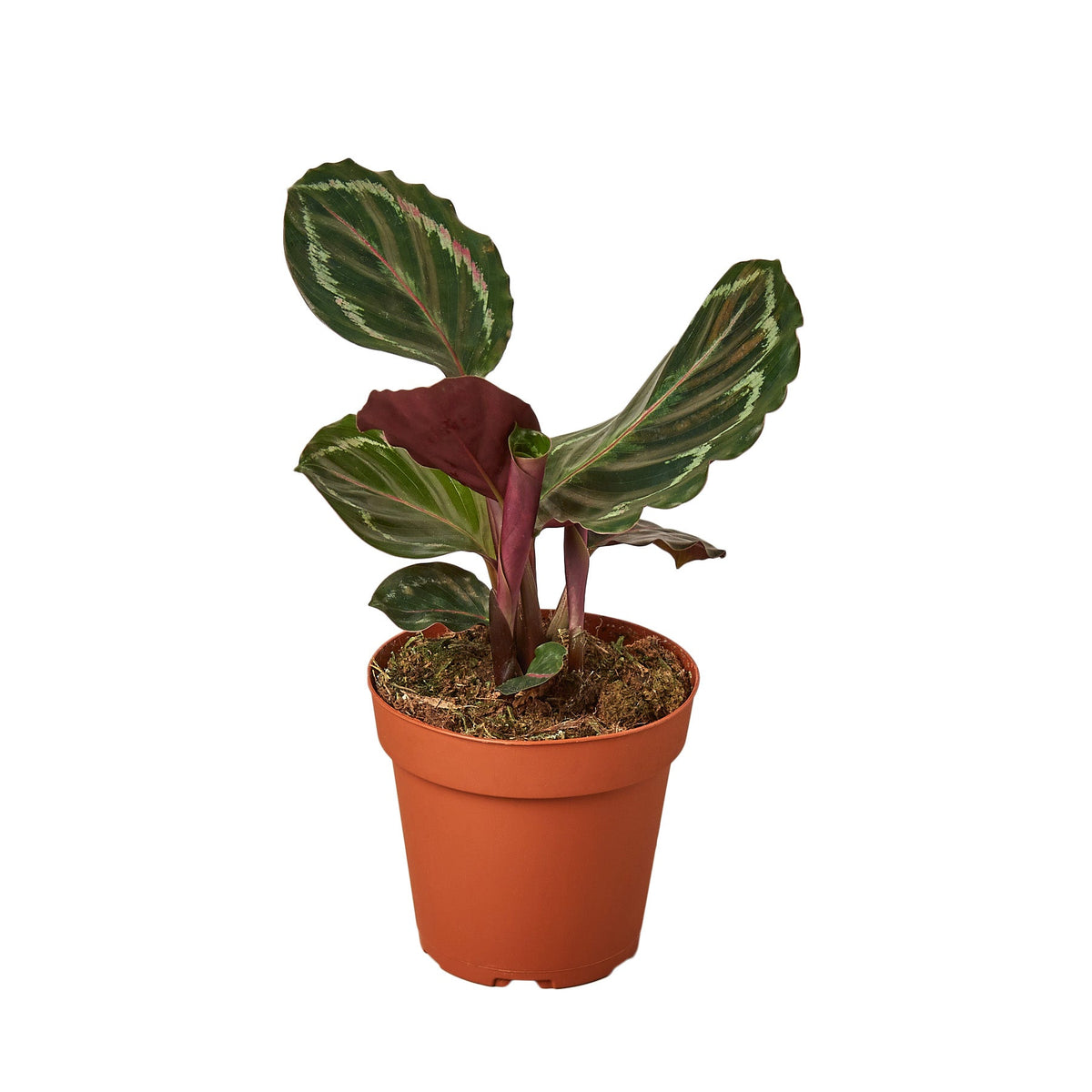 Calathea Roseopicta 'Medallion' live houseplant