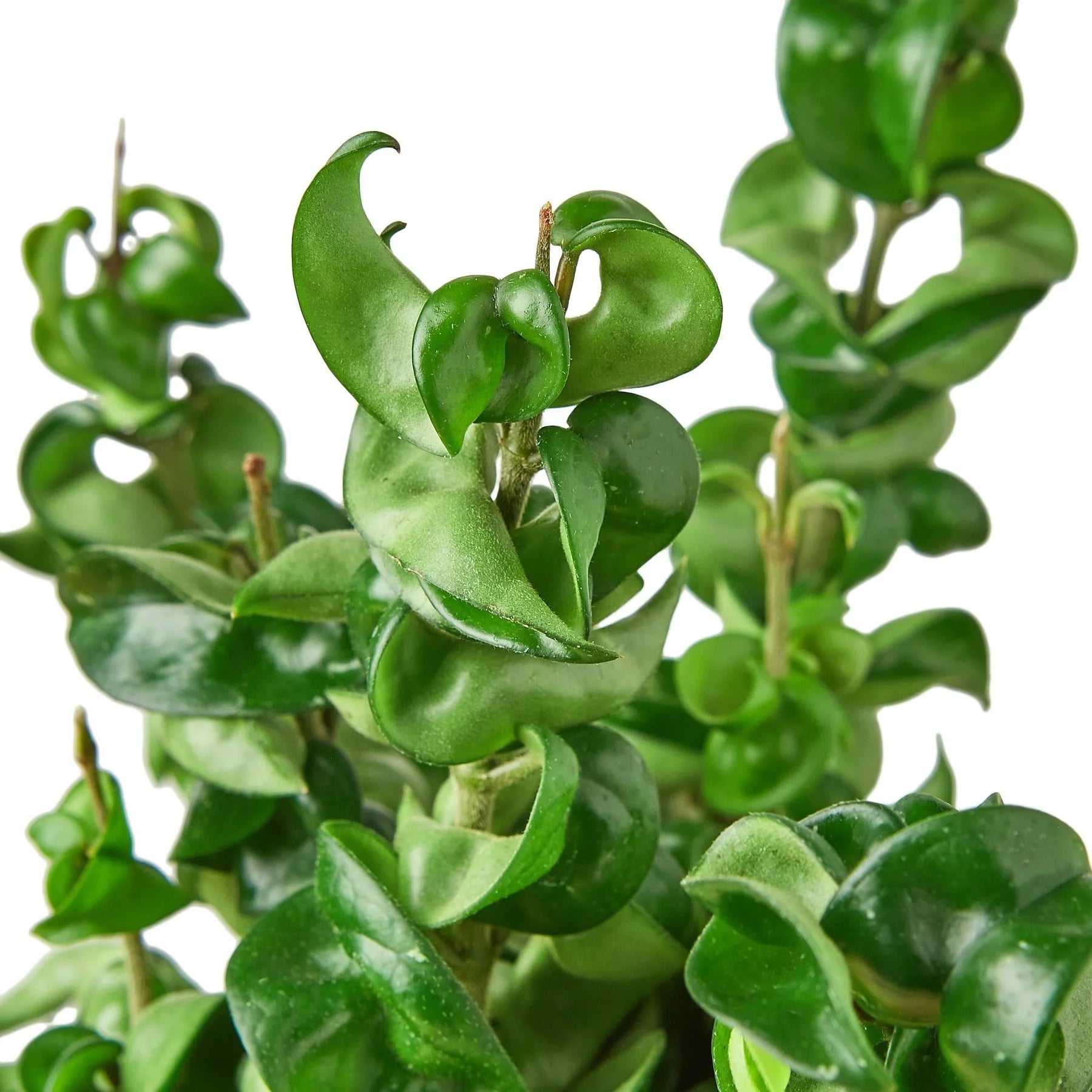 Hoya Rope Plant - photo 6