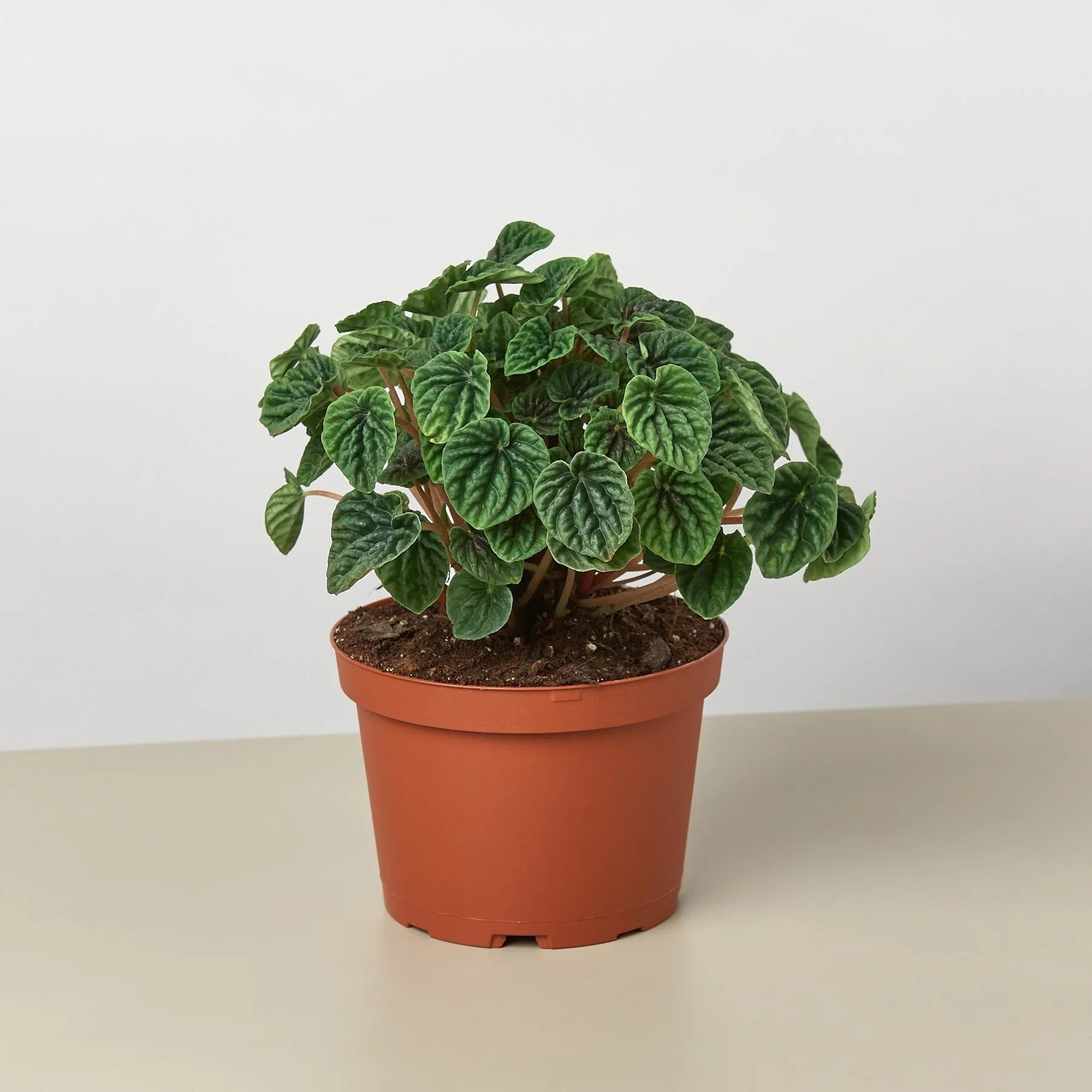 Peperomia 'Ripple' - photo 4