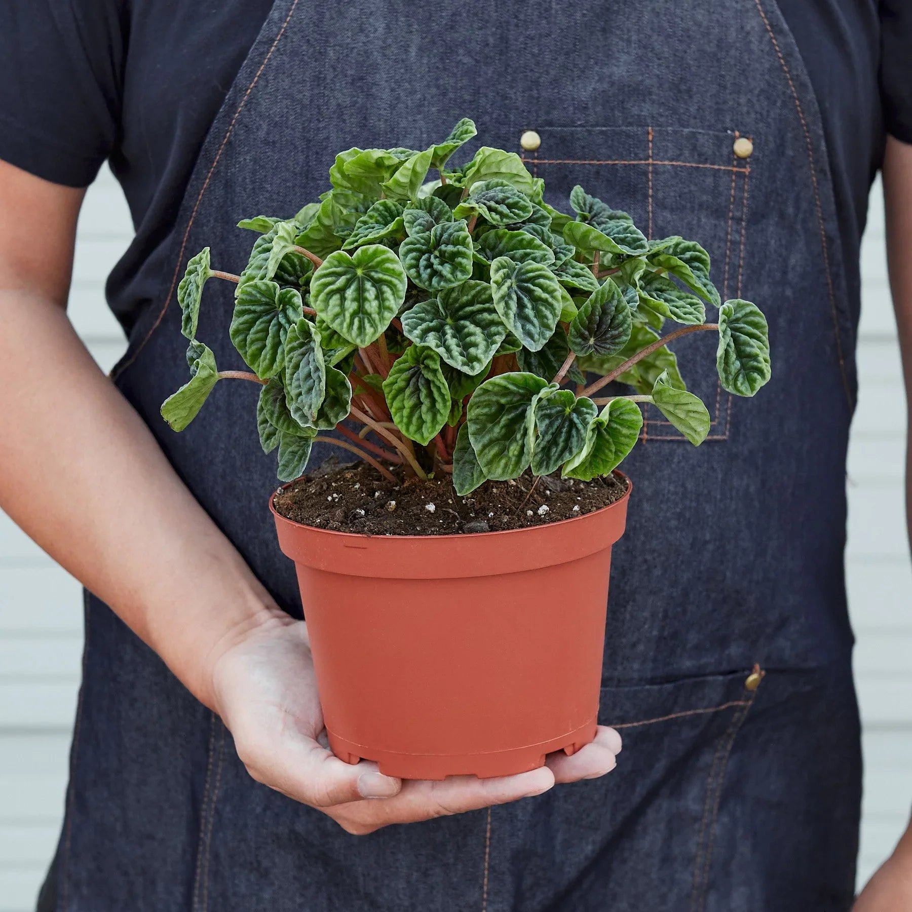 Peperomia 'Ripple' - photo 5
