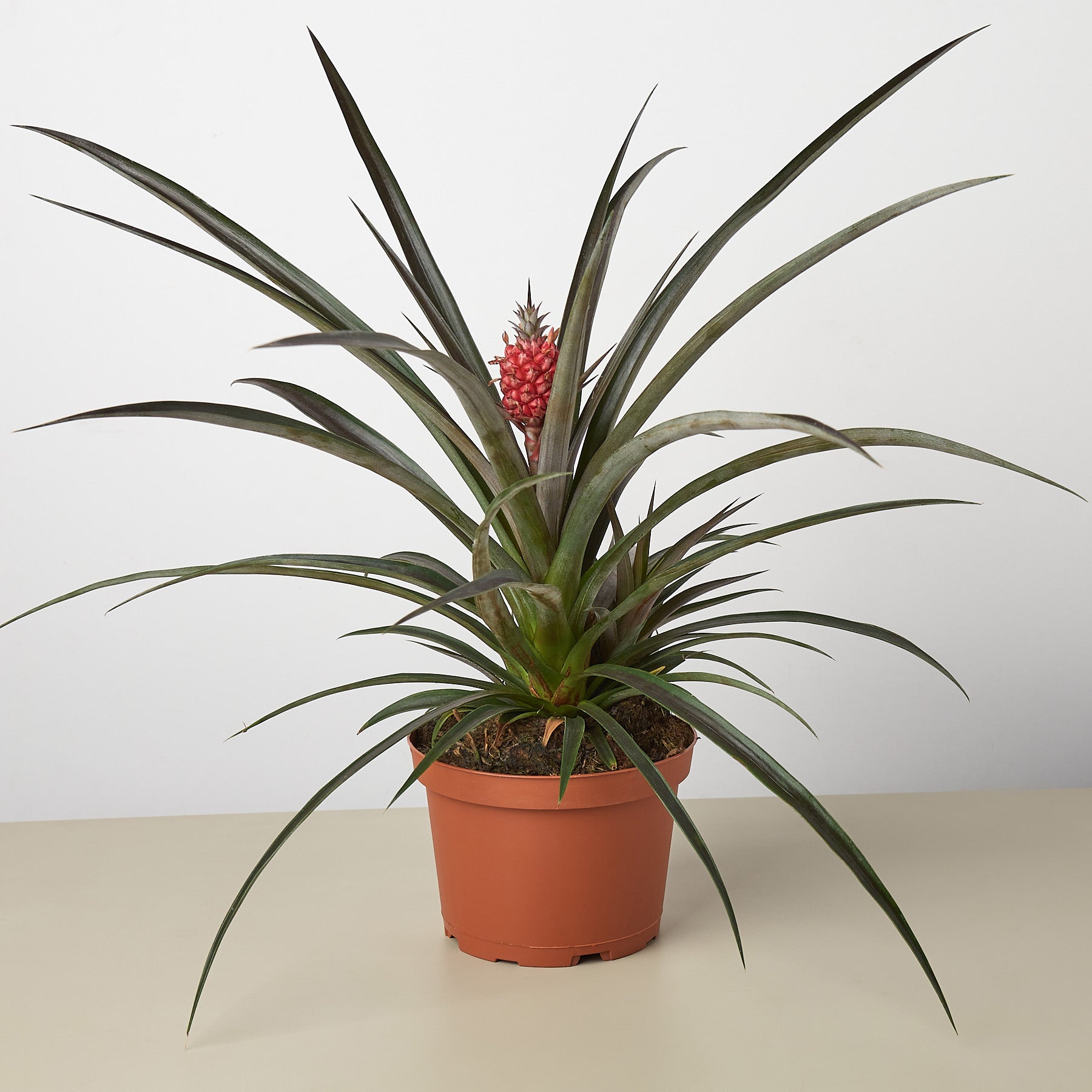 Bromeliad 'Red Pineapple' live houseplant
