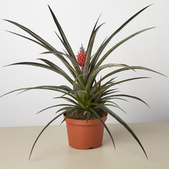 Bromeliad 'Red Pineapple' live houseplant