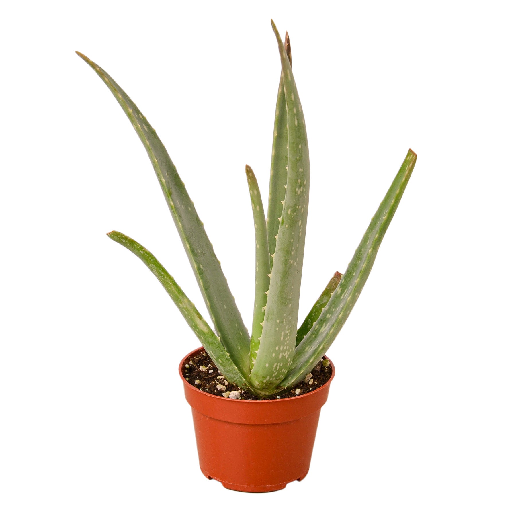 Aloe Vera live houseplant