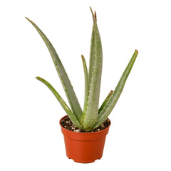 Aloe Vera live houseplant