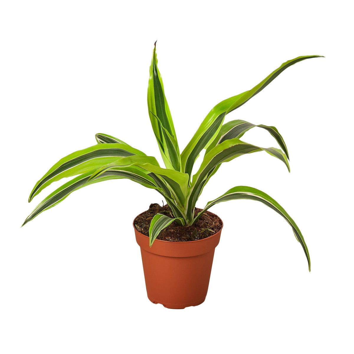 Dracaena Deremensis 'Lemon Lime' live houseplant