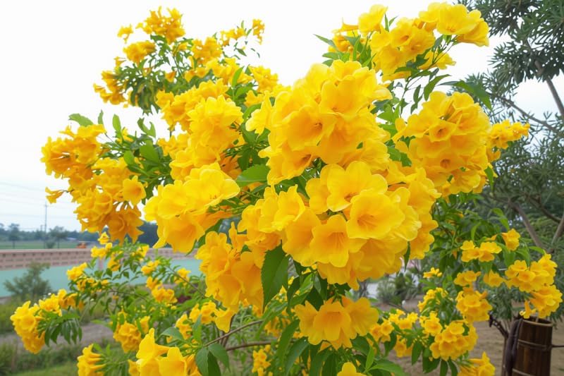 Set of 2 Tecoma Stans Yellow Bells Live Plants, 4-8 Inches | Yellow Bells Trumpet Flowering Shrub, USDA Zones 8 to 11, Full Sun, No Pot