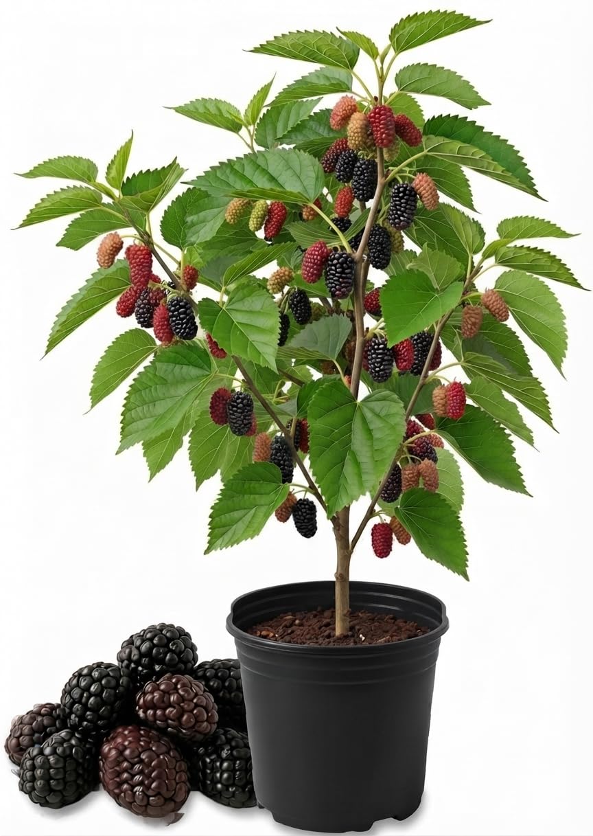 Illinois Everbearing Mulberry Live Plant, 4-8 Inches | Cold Hardy Self-Fertile Fruit Tree, USDA Zones 4 to 9, Full Sun, No Pot