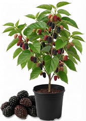 Illinois Everbearing Mulberry Live Plant, 4-8 Inches | Cold Hardy Self-Fertile Fruit Tree, USDA Zones 4 to 9, Full Sun, No Pot