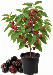 Red Mulberry Tree Live Plant, 4-8 Inches | Native North American Fruit & Shade Tree, USDA Zones 4 to 9, Full Sun to Part Shade, No Pot