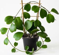 Hoya Kerrii Heart Live Plant, 4-8 Inch Tall | Sweetheart Hoya Plant, Heart Shaped Leaf Houseplant, Perfect for Home Decor, Gifts, Garden