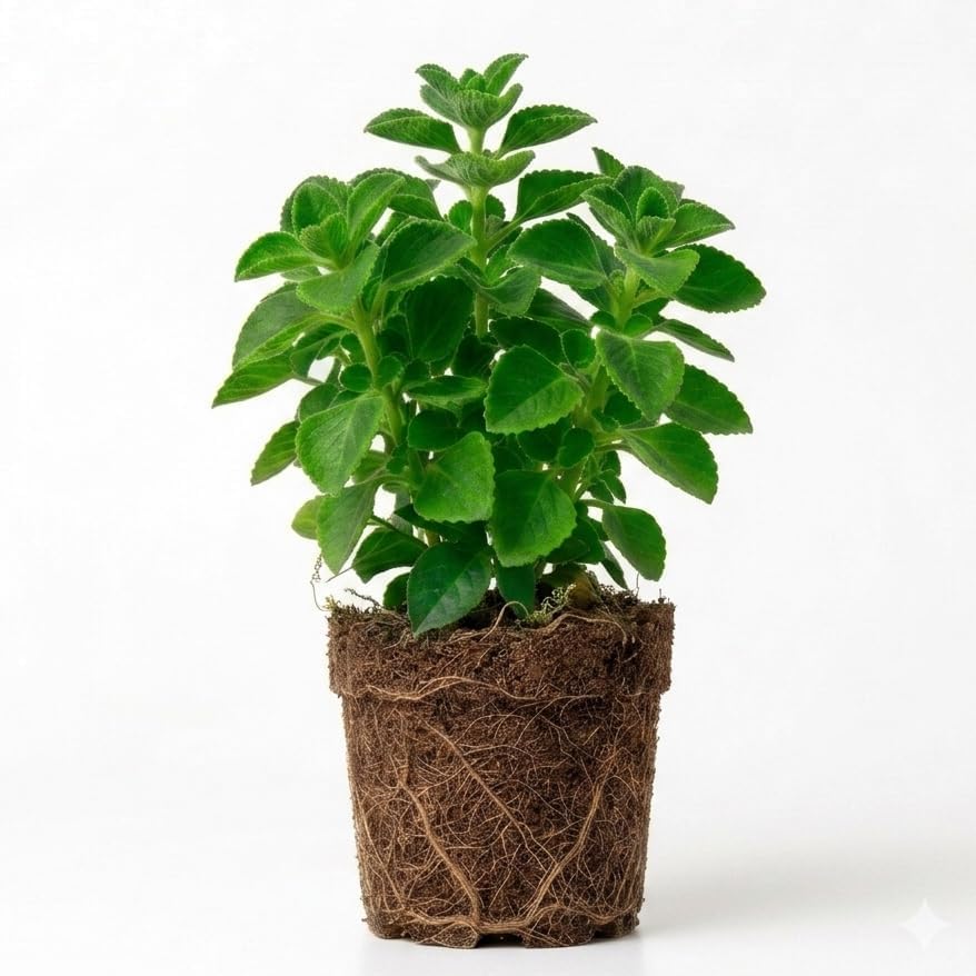 Pack of 2 Cuban Oregano Plants Live, 4 to 6 Inch | Plectranthus Mexican Mint Spanish Thyme Herb for Indoor and Outdoor Growing, Aromatic Culinary Plant, USDA Zones 10 to 11