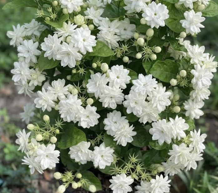 Set of 2 Maid of Orleans Arabian Jasmine Live Starter Plants, 4-8 Inches | Fragrant Double White Star-Shaped Blooms, USDA Zones 8 to 11, Full Sun, No Pot