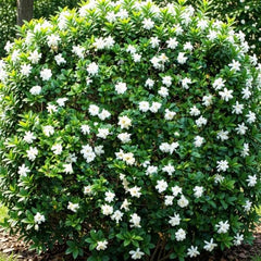 Jasmine Gardenia August Beauty Live Plant, Fragrant Creamy White Blooming Shrub, USDA Zones 8 to 11, Partial Sun