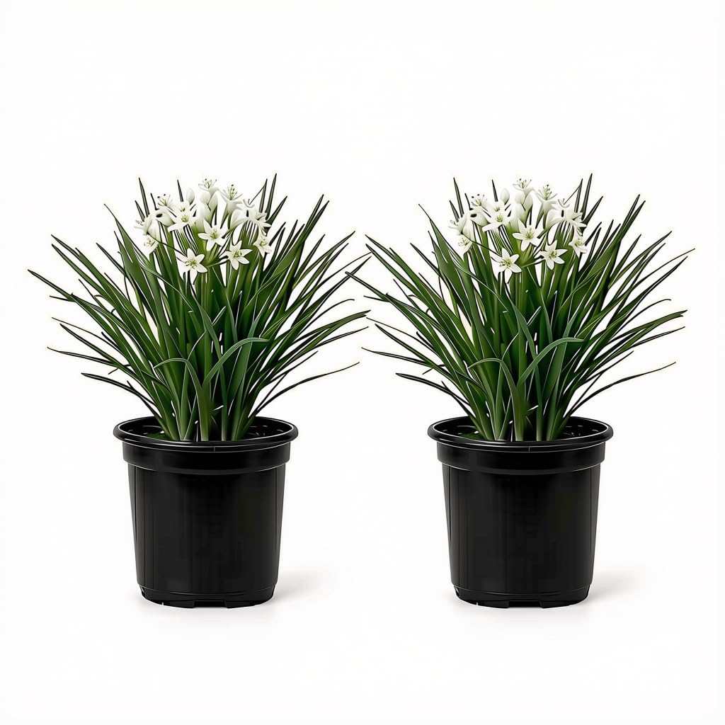 Set of 2 Garlic Chives Live Starter Plants, 4-8 Inches | Perennial Culinary Onion Herb, USDA Zones 3 to 9, Full Sun, No Pot