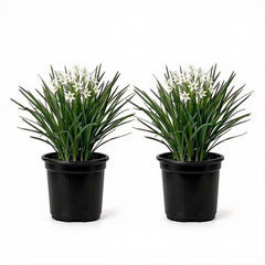 Set of 2 Garlic Chives Live Starter Plants, 4-8 Inches | Perennial Culinary Onion Herb, USDA Zones 3 to 9, Full Sun, No Pot