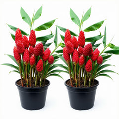 Set of 2 Red Awapuhi Shampoo Ginger Live Plant, Zingiber Zerumbet | Starter Plant, 4-8 Inches, Hawaiian Shampoo Plant, Fragrant Red Cone Flowers, USDA Zones 9 to 11, Partial Shade, No Pot