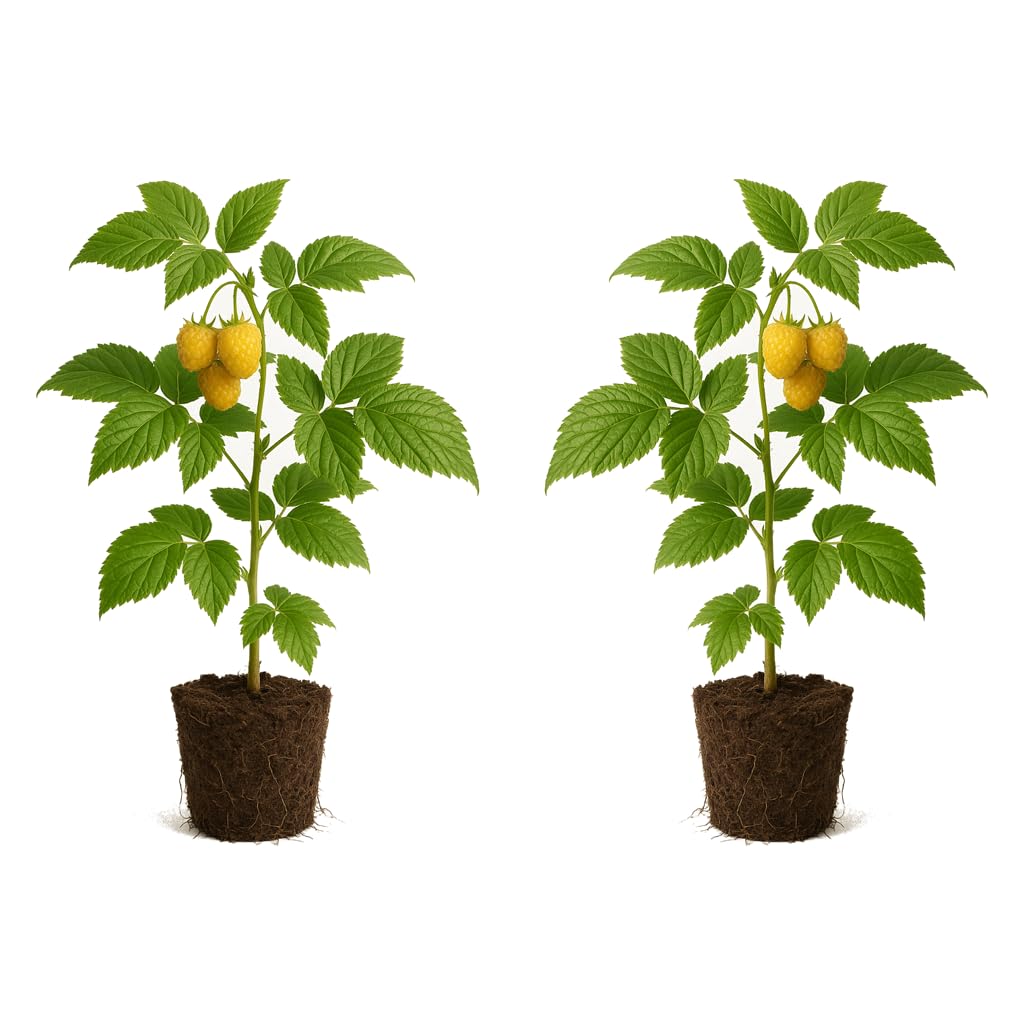 Set of 2 Raspberry Fall Gold Live Plants, Sweet Berry Cane Fruit Plant, USDA Zones 4 to 8, Full Sun