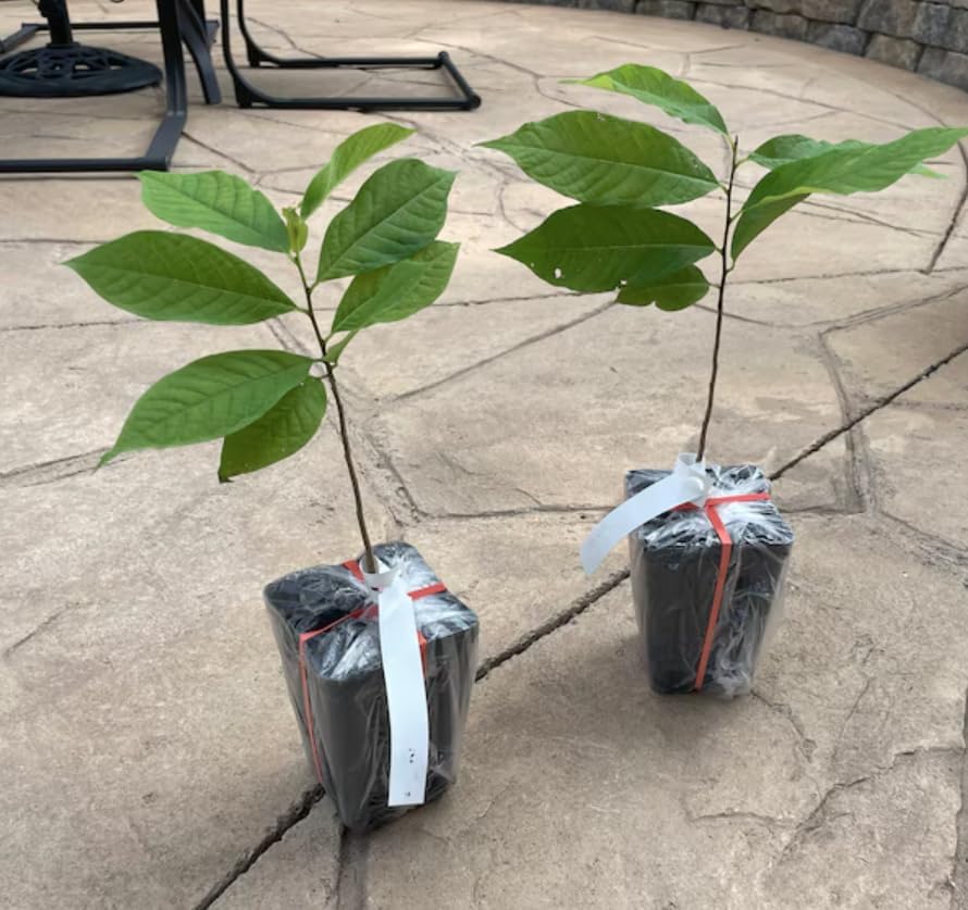 Paw Paw Indian Banana Tree Live Plant, 6-12 Inches, Quart Pot | Cold Hardy Native Fruit Tree, USDA Zones 5 to 8, Full Sun to Full Shade, Quart Pot