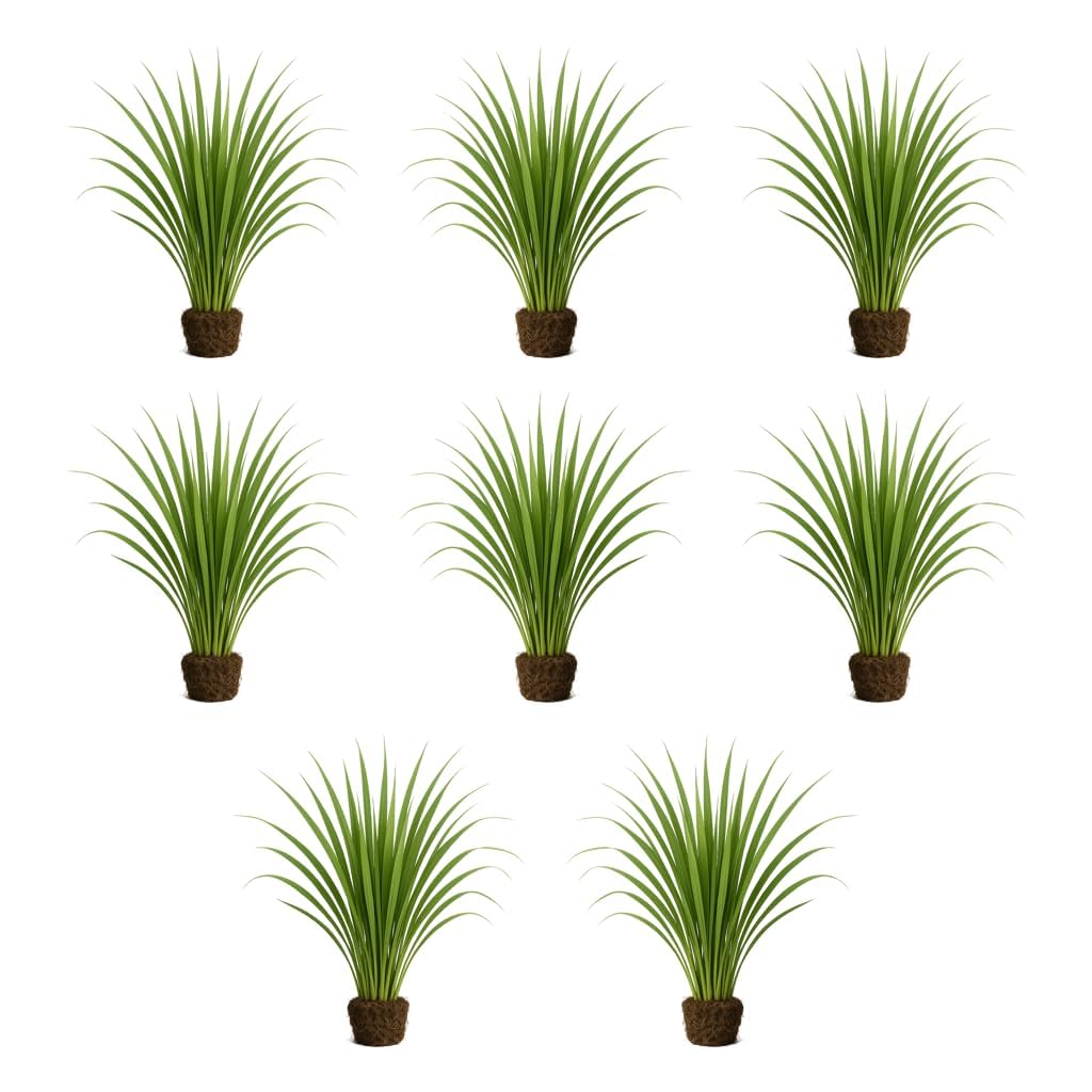 Set of 8 Lemon Grass Live Plants, 4-8 inches | Lemongrass Culinary and Mosquito Repelling Herb, USDA Zones 9 to 11, Full Sun, No Pot