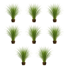 Set of 8 Lemon Grass Live Plants, 4-8 inches | Lemongrass Culinary and Mosquito Repelling Herb, USDA Zones 9 to 11, Full Sun, No Pot