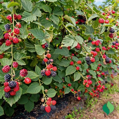 Set of 2 Navaho Thornless BlackBerry Live Plants, 4-8 Inches | Sweet Thornless Blackberry Bush, USDA Zones 6 to 10, Full Sun, No Pot