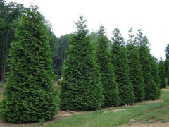 Green Giant Arborvitae Live Plant in 1 Gallon Pot, 18-24 in (Thuja) | Ships as a live plant 18-24 in tall in a trade-gallon pot. Fast privacy evergreen, deer resistant. Hardy USDA zones 3-8.