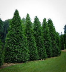 Green Giant Arborvitae Live Plant in 1 Gallon Pot, 18-24 in (Thuja) | Ships as a live plant 18-24 in tall in a trade-gallon pot. Fast privacy evergreen, deer resistant. Hardy USDA zones 3-8.