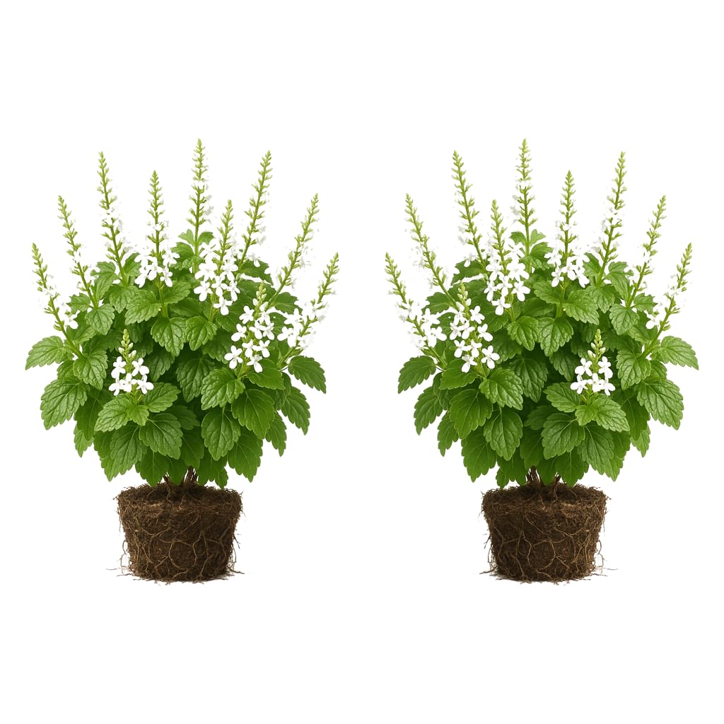 Set of 2 Plectranthus Lemon Twist Live Plants, Trailing Foliage Houseplant for Baskets, USDA Zones 10 to 11, Partial Shade