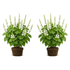 Set of 2 Plectranthus Lemon Twist Live Plants, Trailing Foliage Houseplant for Baskets, USDA Zones 10 to 11, Partial Shade