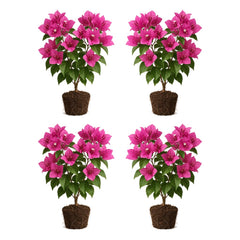 Set of 4 Bougainvillea Pink Live Plants, Vibrant Colorful Bract Flowering Vine for Trellis, USDA Zones 9 to 11, Full Sun