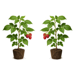 Set of 2 Raspberry Natahalla Thornless Live Plants, Sweet Berry Cane Fruit Plant, USDA Zones 4 to 8, Full Sun