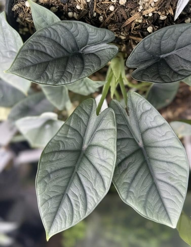 Alocasia Platinum Live Starter Plant, 4-8 Inches | Silvery-Blue Metallic Sheen Leaves, USDA Zones 10 to 11, Partial Shade, No Pot