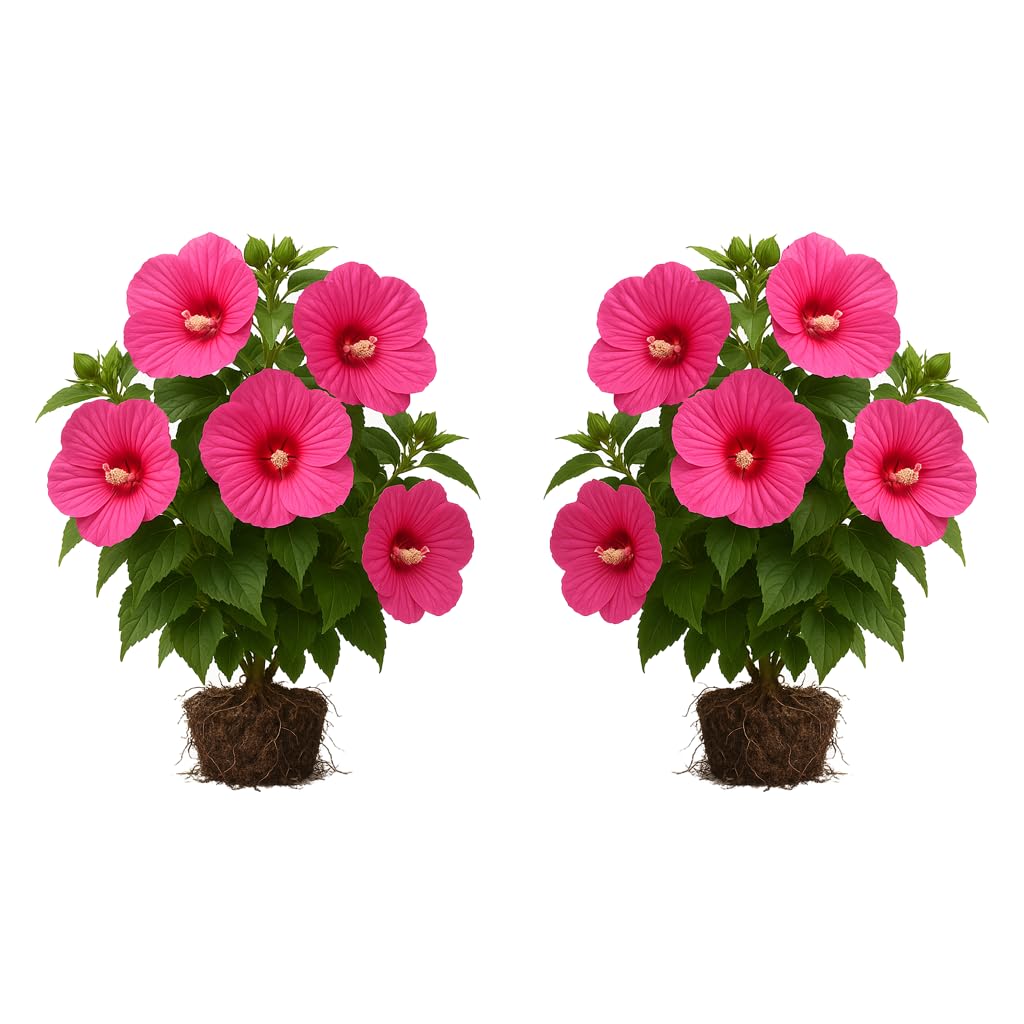 Hardy Hibiscus Luna Rose Live Starter Plant, 4-8 Inches | Giant Dinner Plate Perennial Blooms, USDA Zones 4 to 9, Full Sun, No Pot