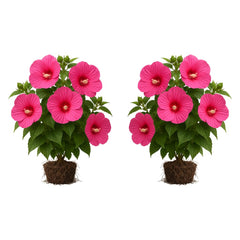 Hardy Hibiscus Luna Rose Live Starter Plant, 4-8 Inches | Giant Dinner Plate Perennial Blooms, USDA Zones 4 to 9, Full Sun, No Pot