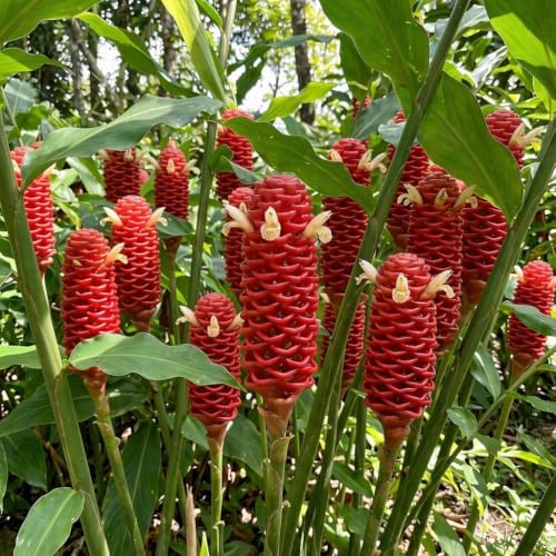 Set of 2 Red Awapuhi Shampoo Ginger Live Plant, Zingiber Zerumbet | Starter Plant, 4-8 Inches, Hawaiian Shampoo Plant, Fragrant Red Cone Flowers, USDA Zones 9 to 11, Partial Shade, No Pot