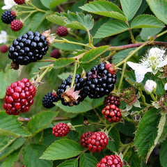 Set of 2 Navaho Thornless BlackBerry Live Plants, 4-8 Inches | Sweet Thornless Blackberry Bush, USDA Zones 6 to 10, Full Sun, No Pot